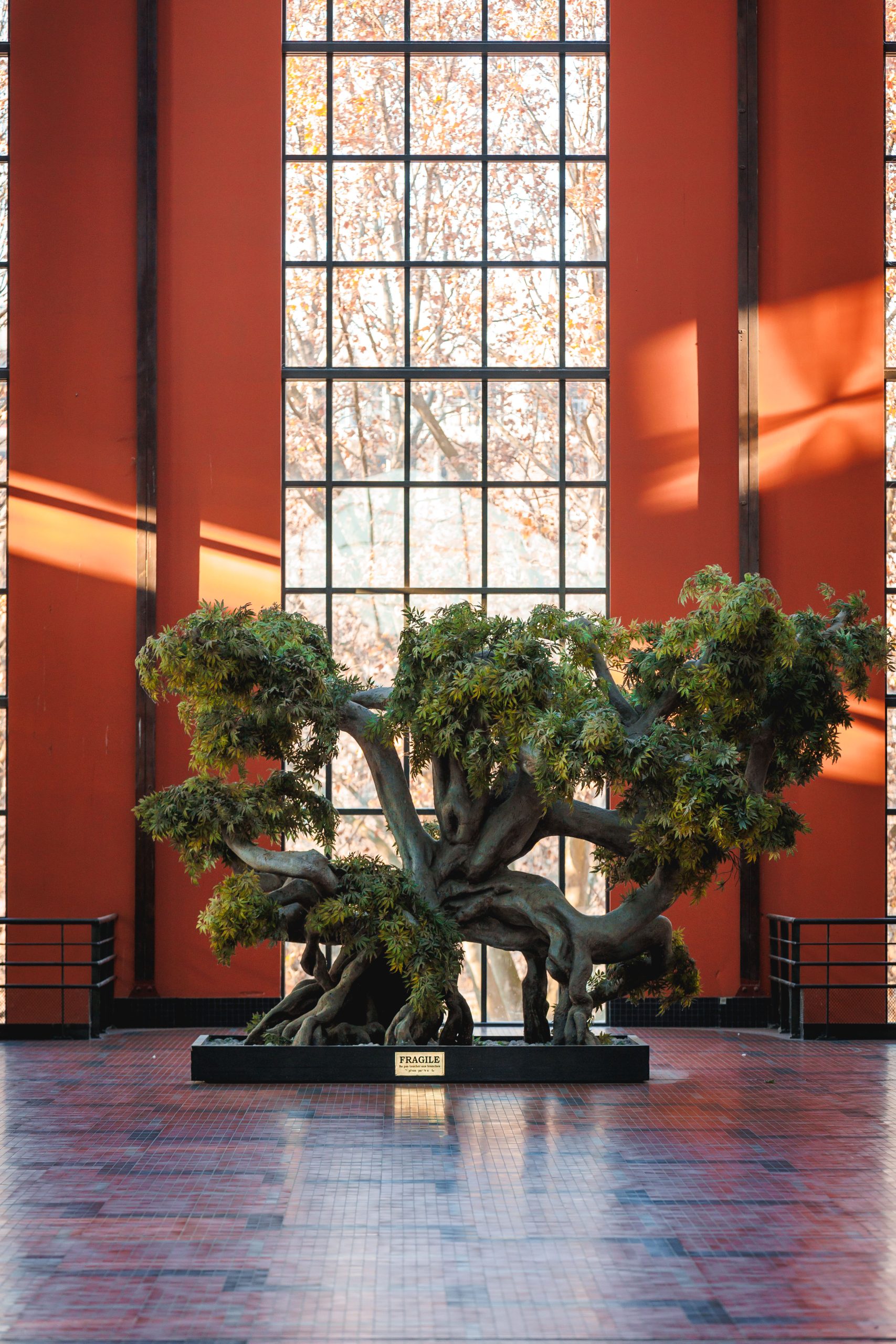 bonsai, decoration